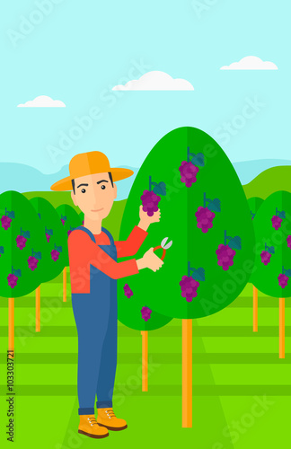 Farmer collecting grapes.