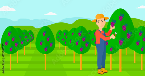 Farmer collecting grapes.