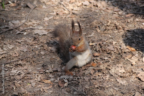 squirrel in the park, 2014