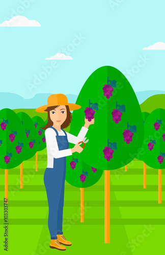 Farmer collecting grapes.