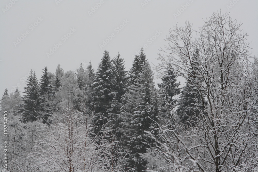 Frozen nature, Moscow, 2015 Frozen nature, Moscow, 2015