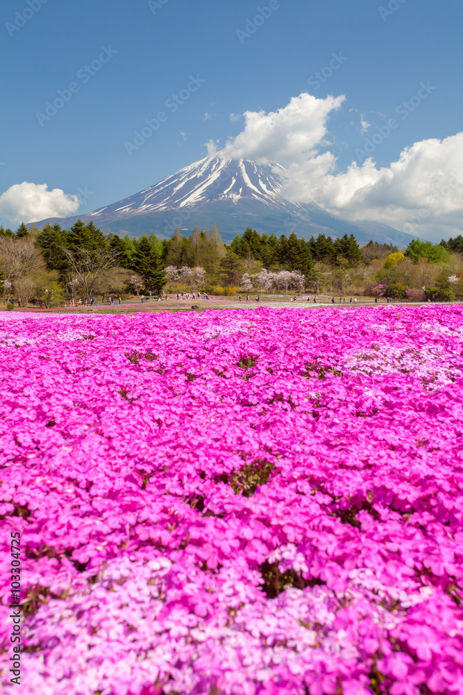 Obraz premium Mountain Fuji and pink moss field in spring season