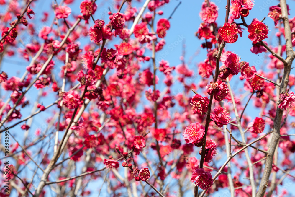 Pink blossom sukura flowers on a spring day in Japan. Pink blossom sukura flowers on a spring day in Japan.