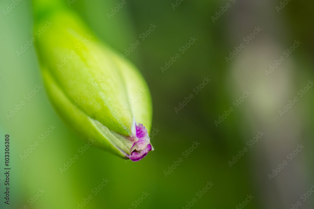 close up of Orchid buds close up of Orchid buds