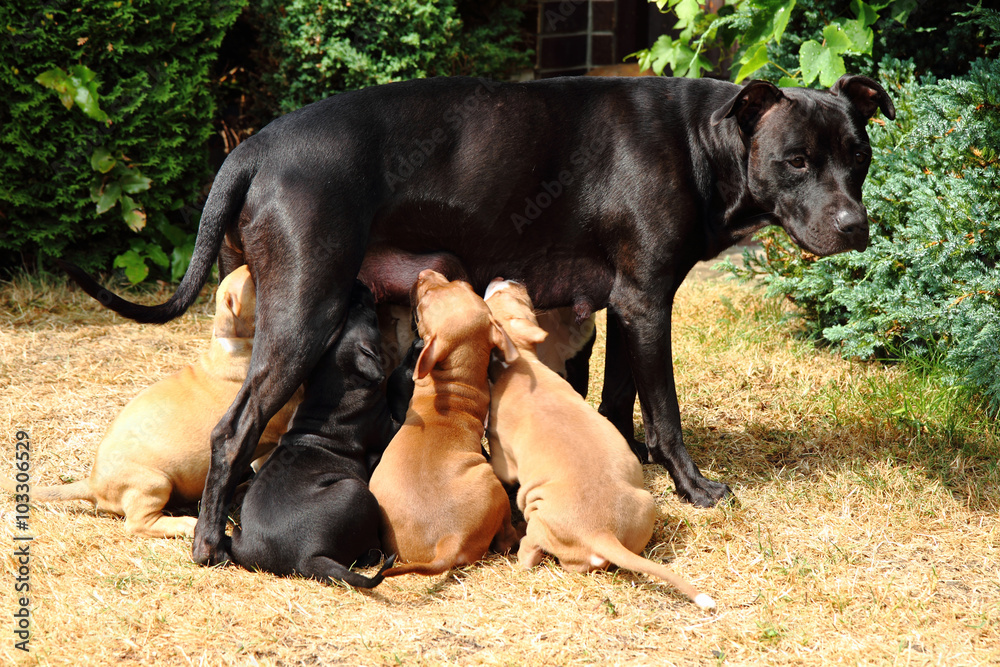 American Pit Bull Terrier as dog mother American Pit Bull Terrier as dog mother