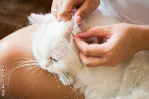 woman cleans ears cat.