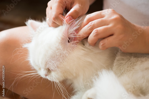 woman cleans ears cat.