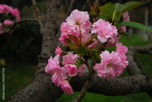 Beautiful blooming sakura flowers in garden
