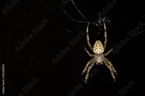 Night Spider