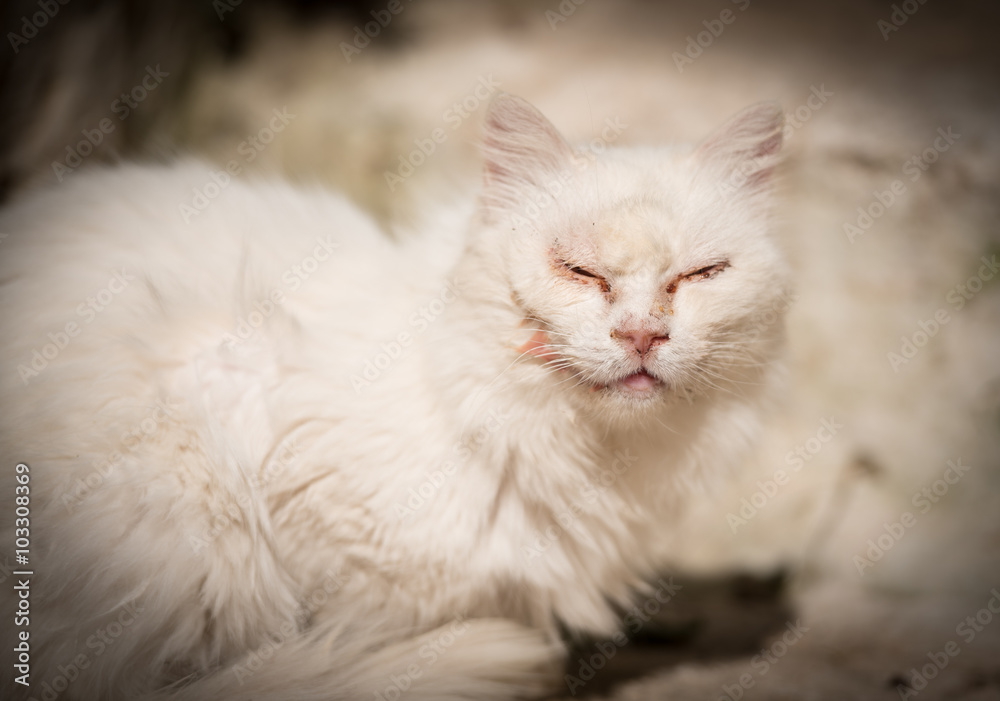 Tomcat.portrait of white male cat with cut cheek after brawl siting on stone street with eyes closed and gum around them .Vignetting around him