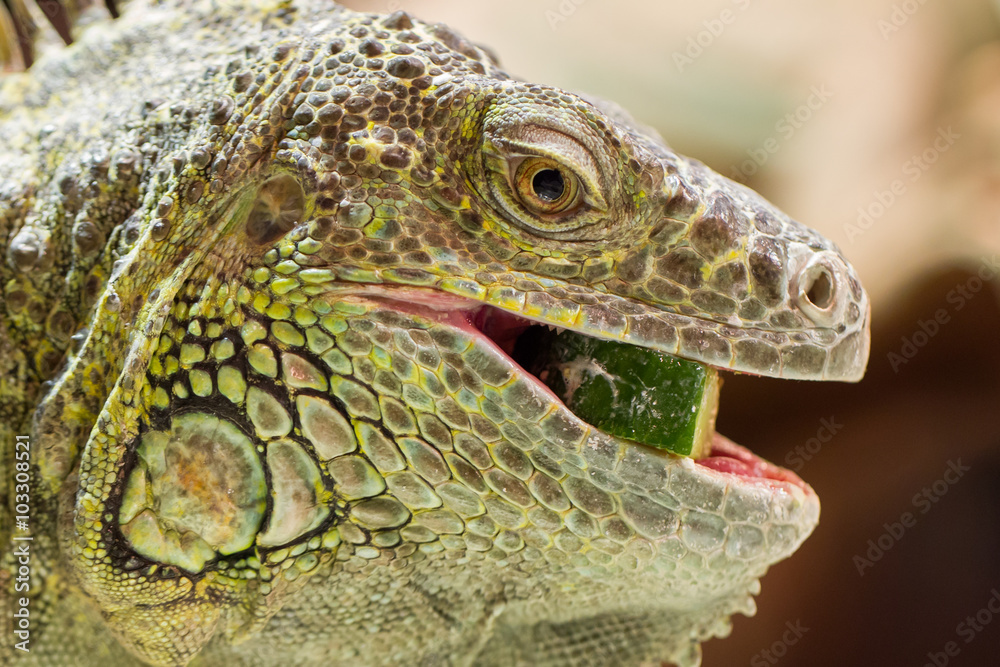 Fototapeta premium Close-up of a green iguana resting