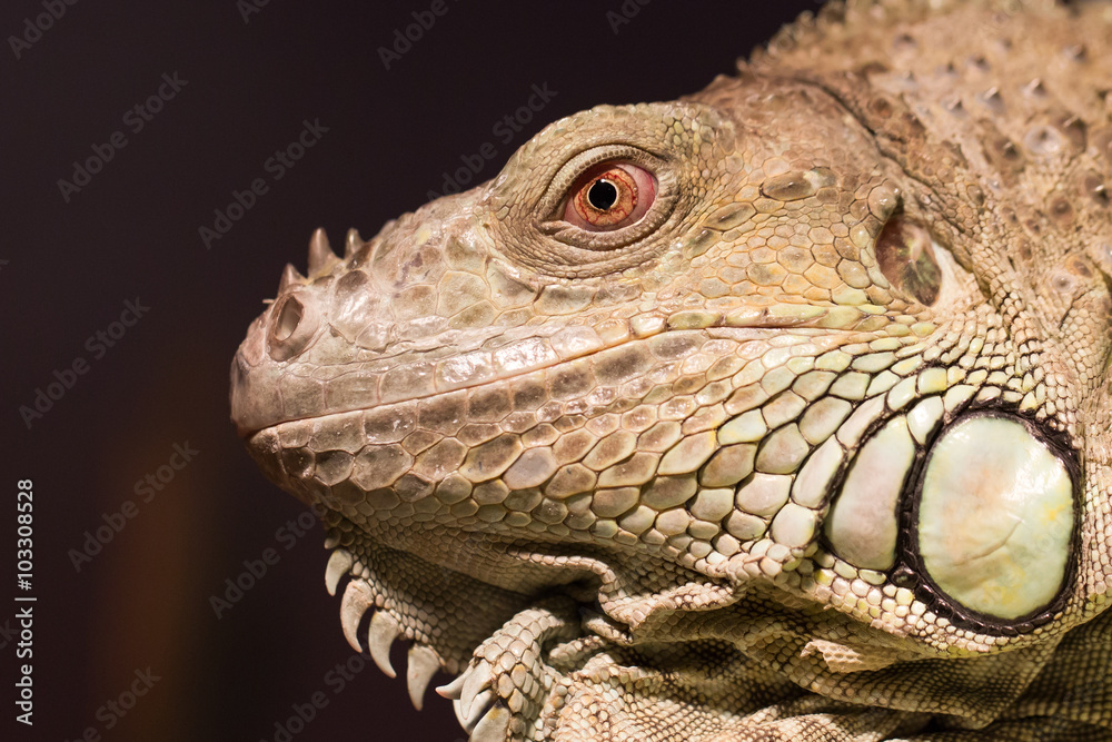 Close-up of a green iguana resting Close-up of a green iguana resting