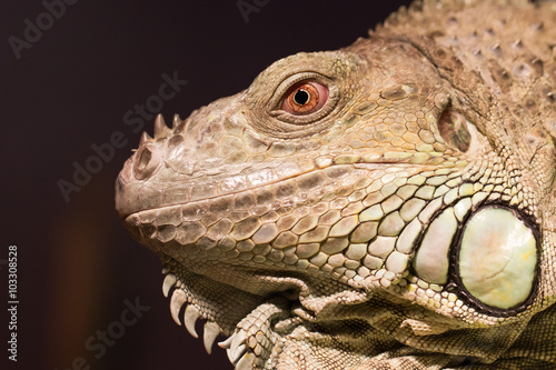 Close-up of a green iguana resting