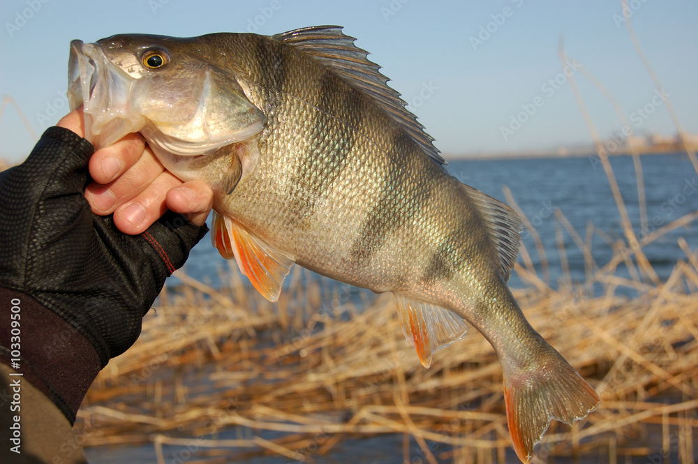 Obraz premium Perch fishing