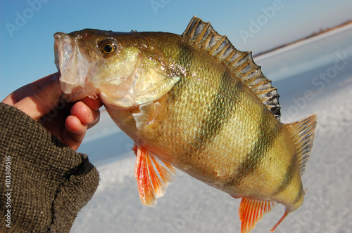 Perch fishing
