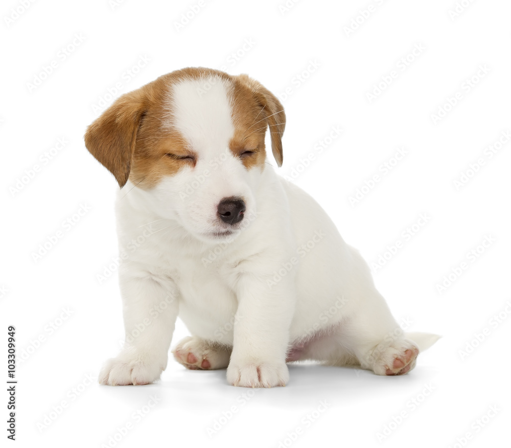 Jack Russell Terrier puppy