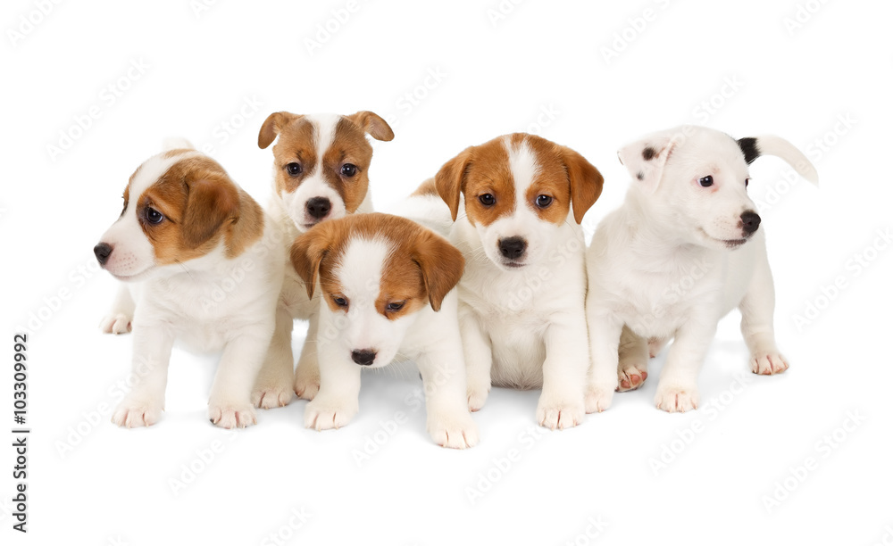 Five Jack Russell Terrier puppies