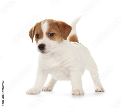 Fotografia, Obraz Jack Russell Terrier puppy