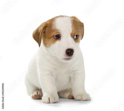 Jack Russell Terrier puppy