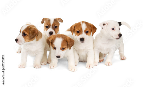 Fototapeta Naklejka Na Ścianę i Meble -  Five Jack Russell Terrier puppies