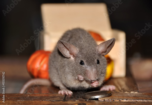 Mouse and coins, pumpkin