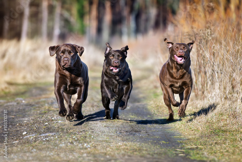 Canvas Print three happy dogs running together