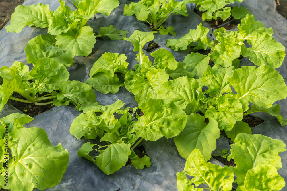 plant flowering cabbage by wrapping soil to keep moisture and avoid grass weed plant flowering cabbage by wrapping soil to keep moisture and avoid grass weed