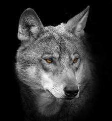 Wandcirkels Wolf Close-up portret van wilde wolf  © Vera Kuttelvaserova