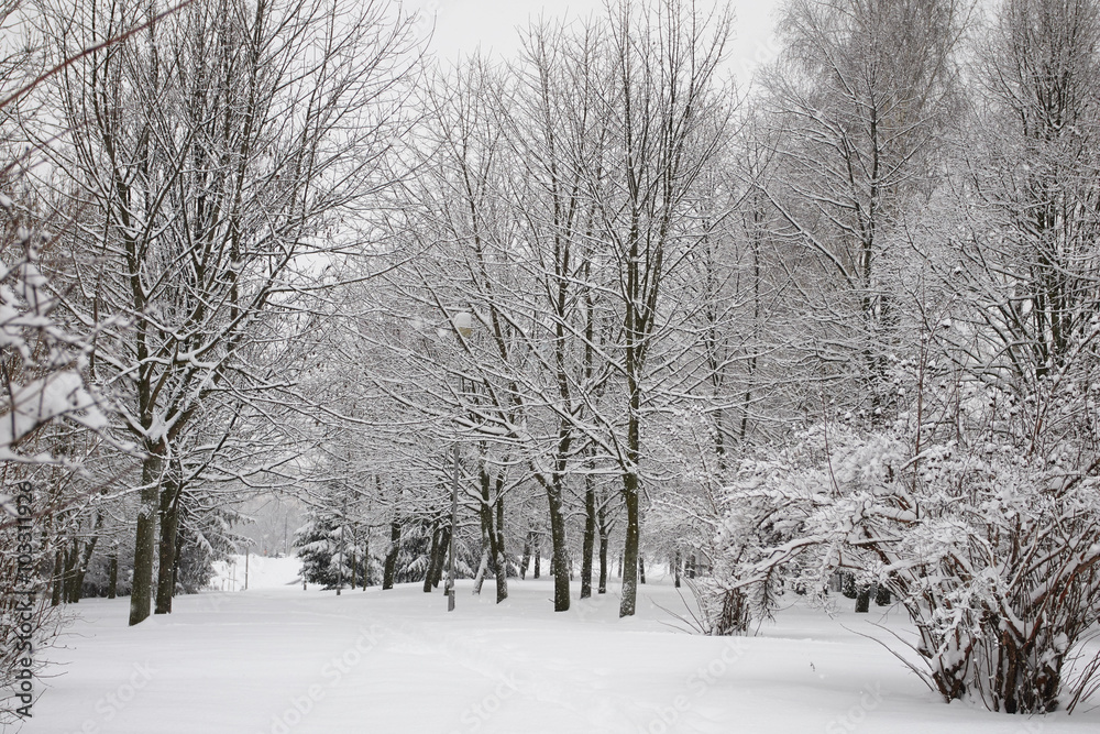 Obraz premium winter