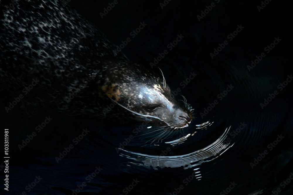Naklejka premium monk seal relaxing on surface