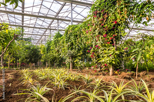 Interior of greenhouse with a variety of plants and flowers