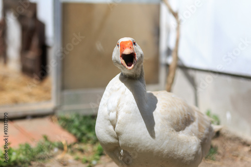 Angry Farm Goose