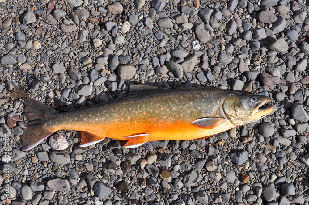 Obraz premium Successful fishing, Arctic char.