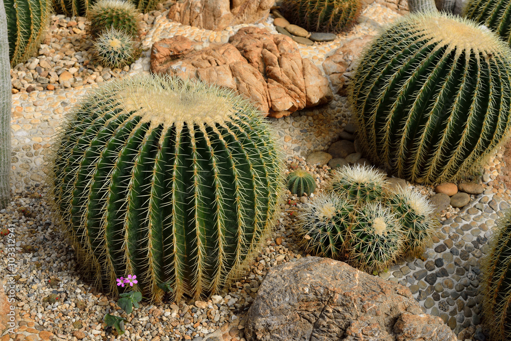 The beautiful big cactus planted in a botanical garden The beautiful big cactus planted in a botanical garden