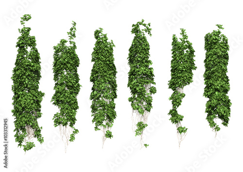 Green ivy plant isolated.