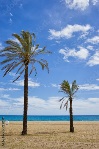 Fototapeta Naklejka Na Ścianę i Meble -  Palm Trees on Ocean Beach on Sunny Summer Day