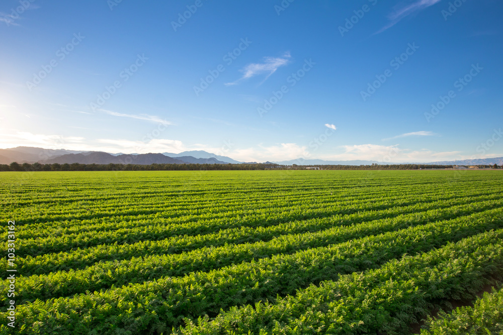 Organic Farm Land Crops In California. Blue skies, palm trees, multiple layers of mountains add to this organic and fertile farm land in California. - obrazy, fototapety, plakaty 