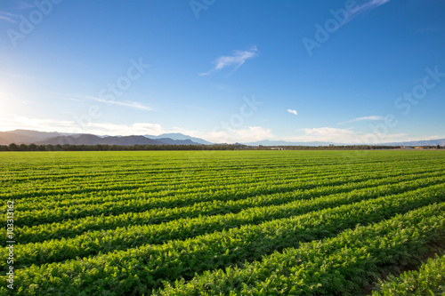 Slika na platnu Organic Farm Land Crops In California