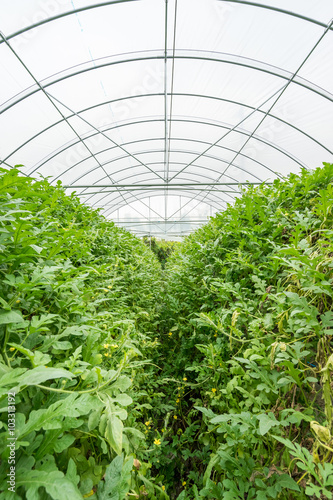 watermelon in greenhouse