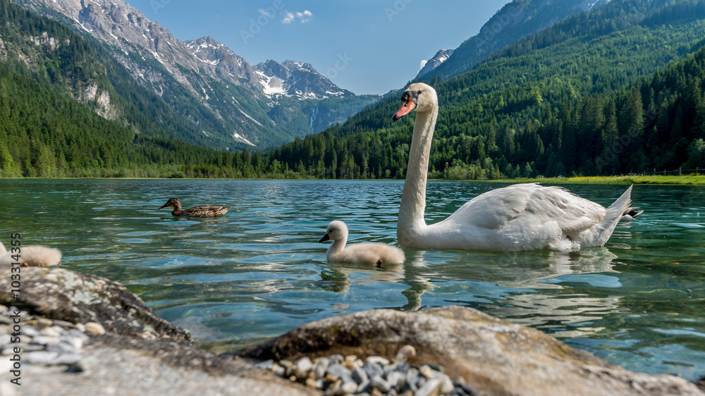Naklejka premium idyllische Sommerlandschaft mit Schwanensee und Alpen