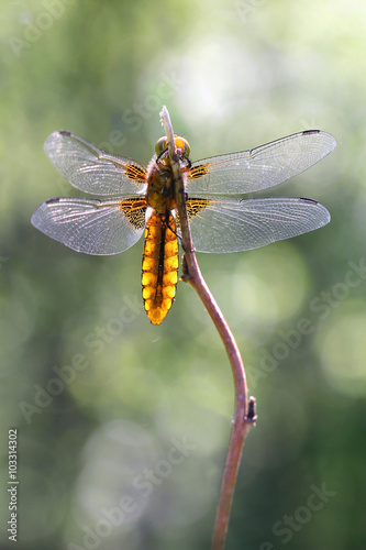 Dragonfly with beautiful wing photo