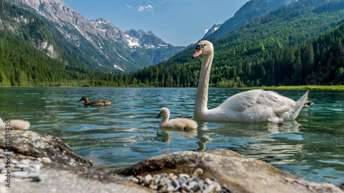 idyllische Sommerlandschaft mit Schwanensee und Alpen