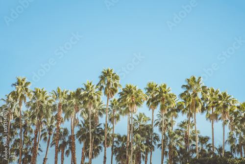 Palm Springs Movie Colony Palm Trees. Vintage style image meant to portray the re-birth of Palm Springs and it's modernism and style.