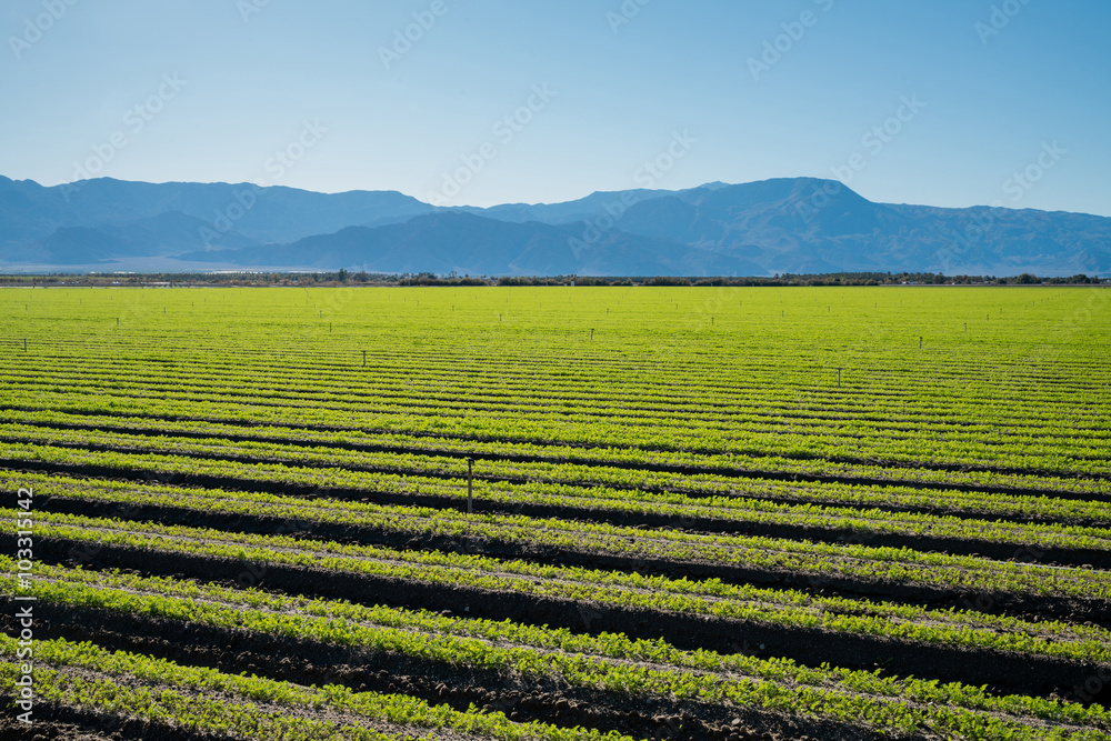 Organic Farm Land Crops In California. Multiple layers of mountains add to this organic and fertile farm land in California. Lots of colors and clear skies.