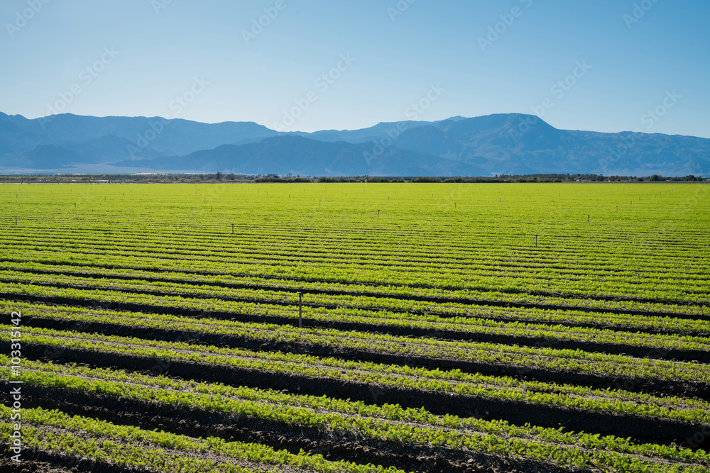 Organic Farm Land Crops In California. Multiple layers of mountains add to this organic and fertile farm land in California. Lots of colors and clear skies. Organic Farm Land Crops In California. Multiple layers of mountains add to this organic and fertile farm land in California. Lots of colors and clear skies.