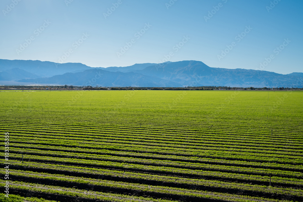 Organic Farm Land Crops In California. Multiple layers of mountains add to this organic and fertile farm land in California. Lots of colors and clear skies.
