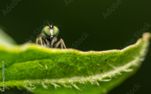 Dolichopodidae fly, insect macro or close up
