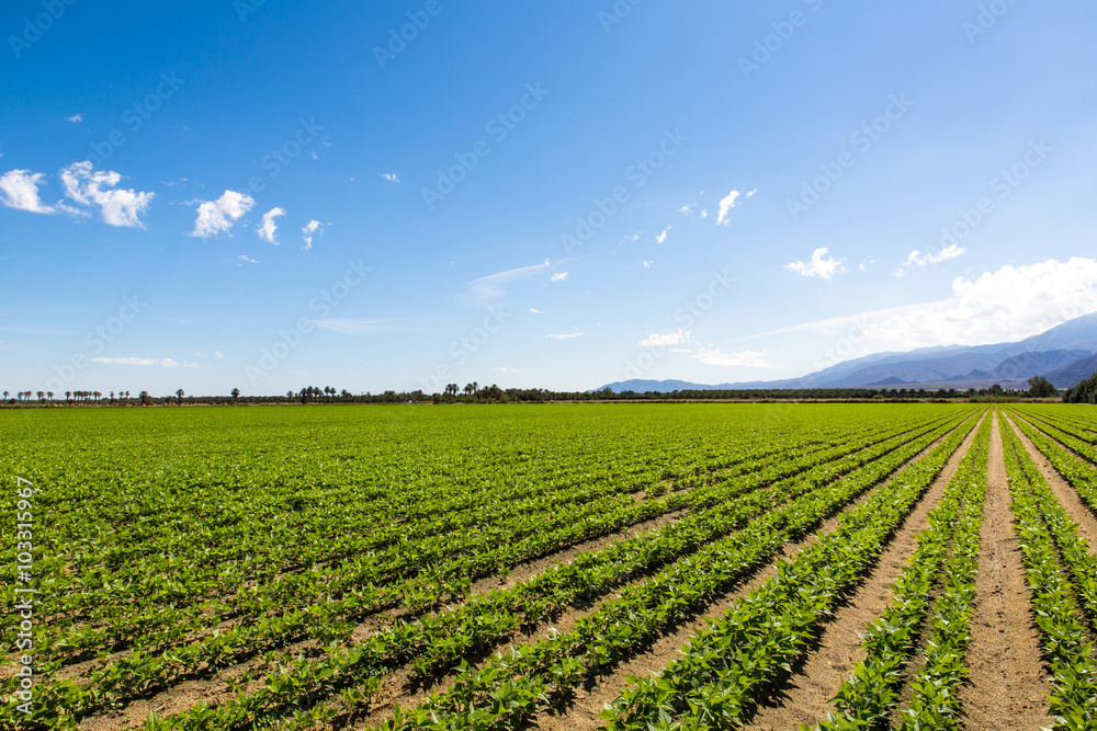 Agriculture Fertile Field of Organic Crops