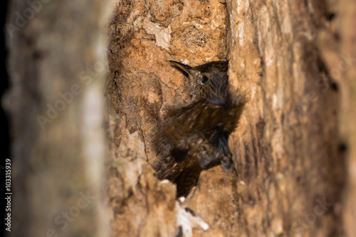 Wren (Troglodytes Troglodytes) roosting in crevice in tree at night. A common songbird spends the night in a dead tree 