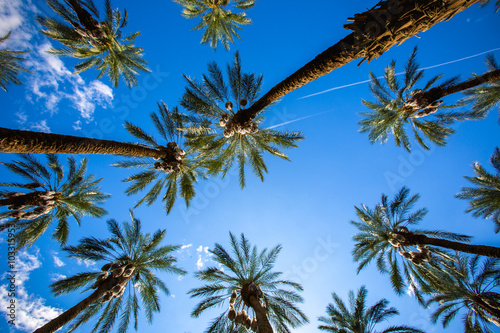 Coachella Palm Trees and Clear Skies
Palm Trees and Clear skies fill the image in Coachella, California. Two airplanes flying past in the distant background. Summertime and the living's easy.
